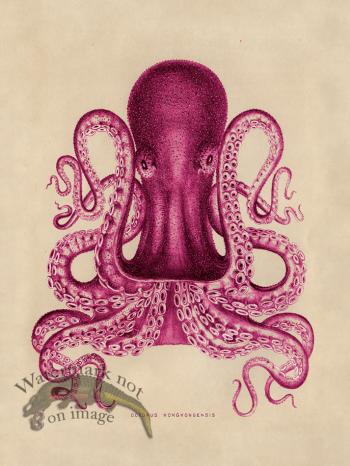 Octopus Pink 02
